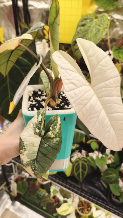 Alocasia Platinum Albo | Corm