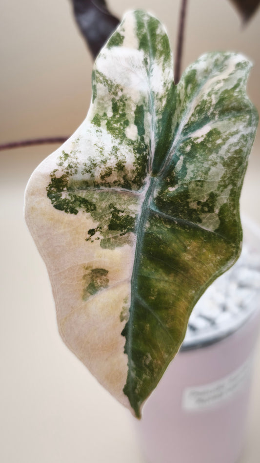 Alocasia Pseudo Sanderiana Aurea Variegated | Corm