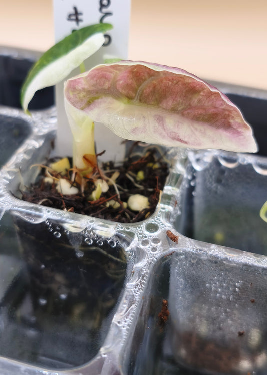 Alocasia Watsoniana Albo Variegata Brillante