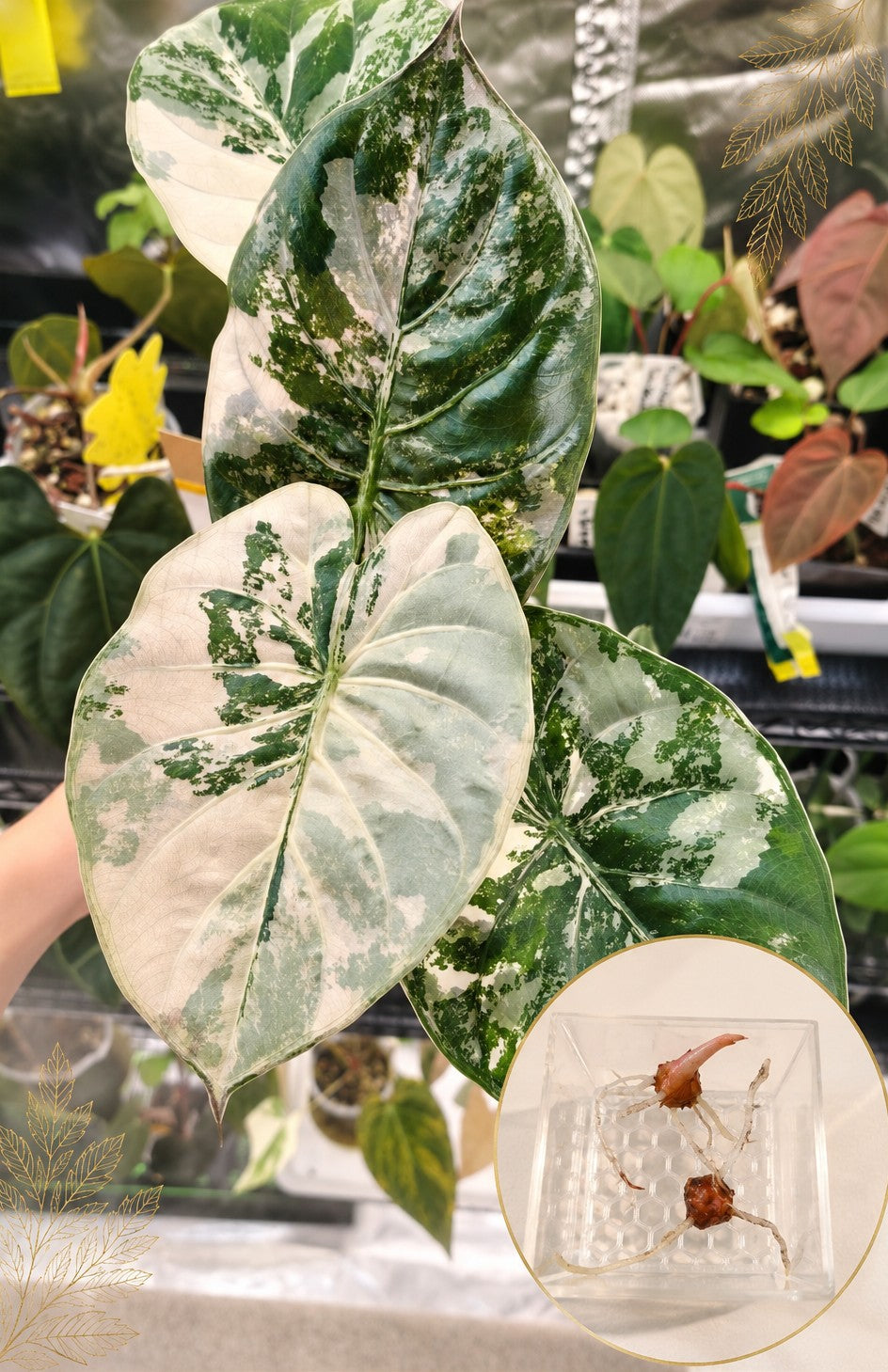 Alocasia Wentii Albo Pink | Corm