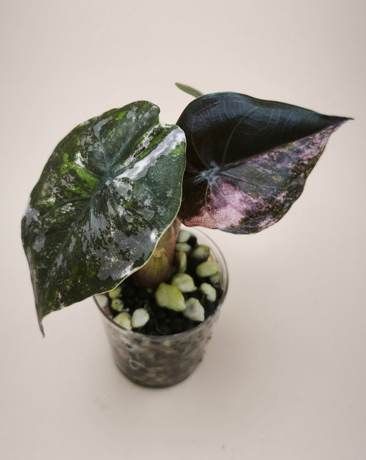 Alocasia Wentii Pink Albo