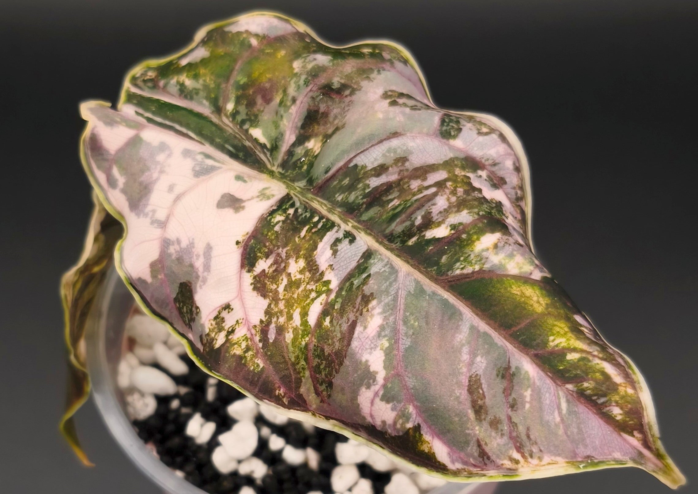 Alocasia_Azlanii_Pink_Albo