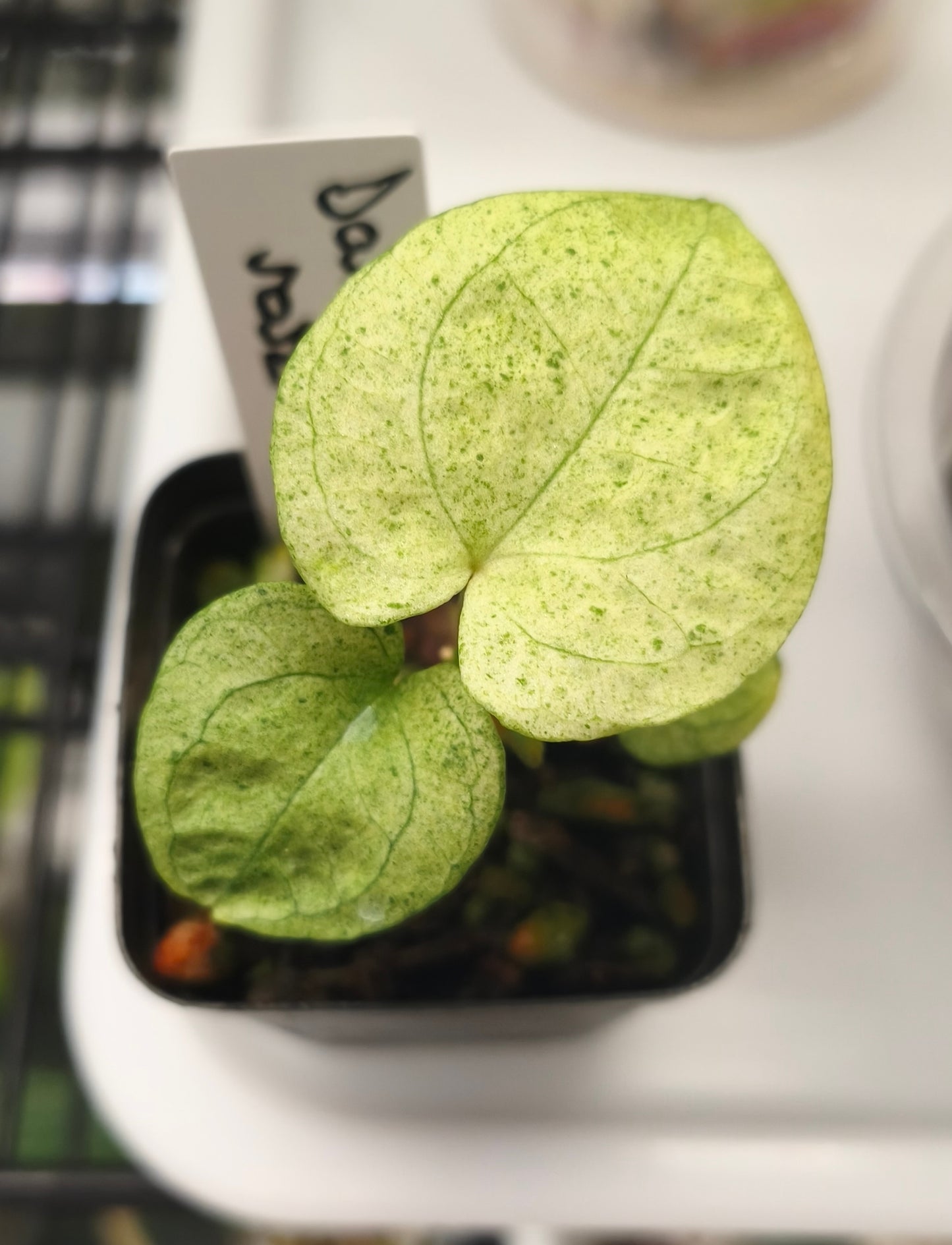 Anthurium Dark Phonix Variegated 0100