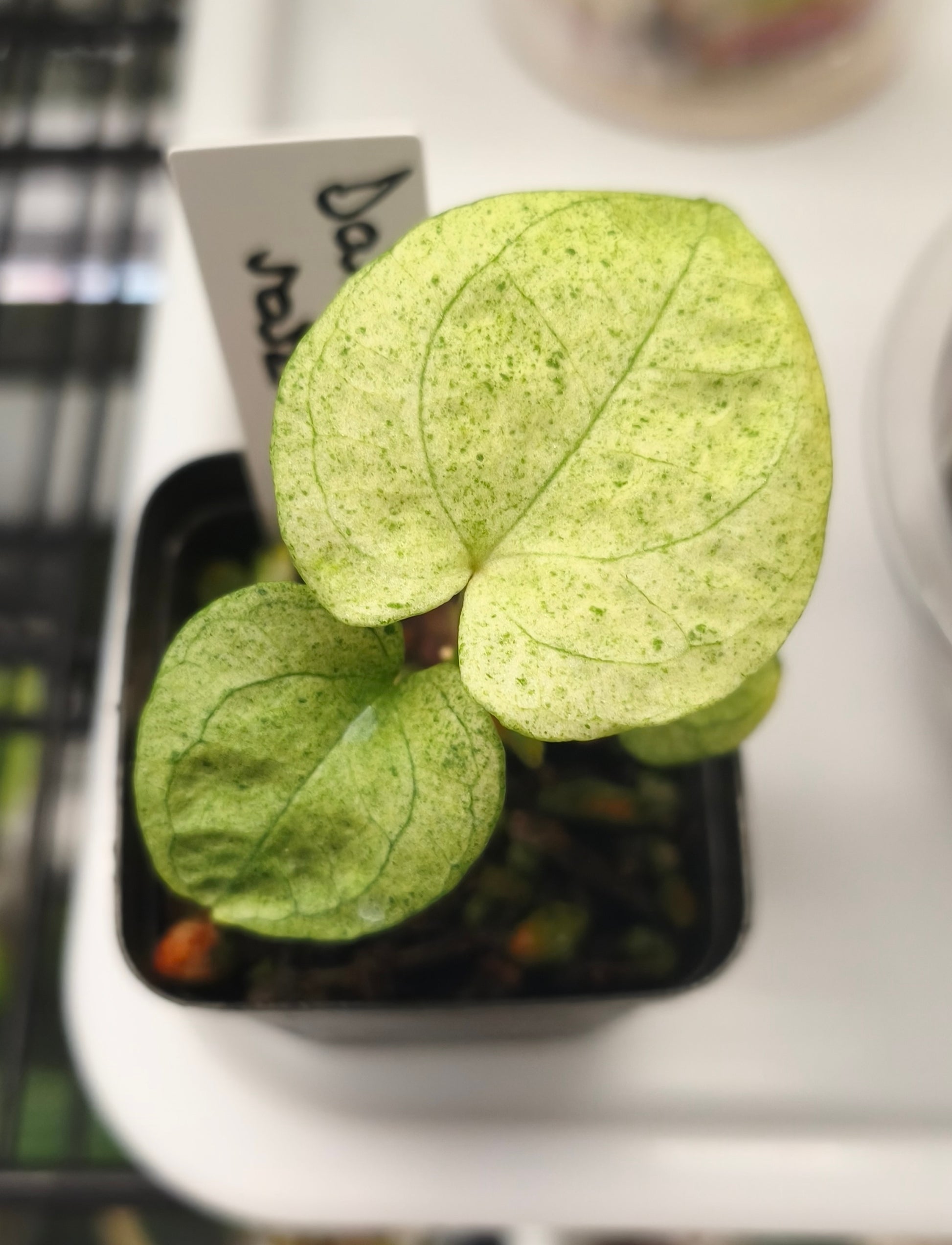 Anthurium Dark Phonix Variegated 0100