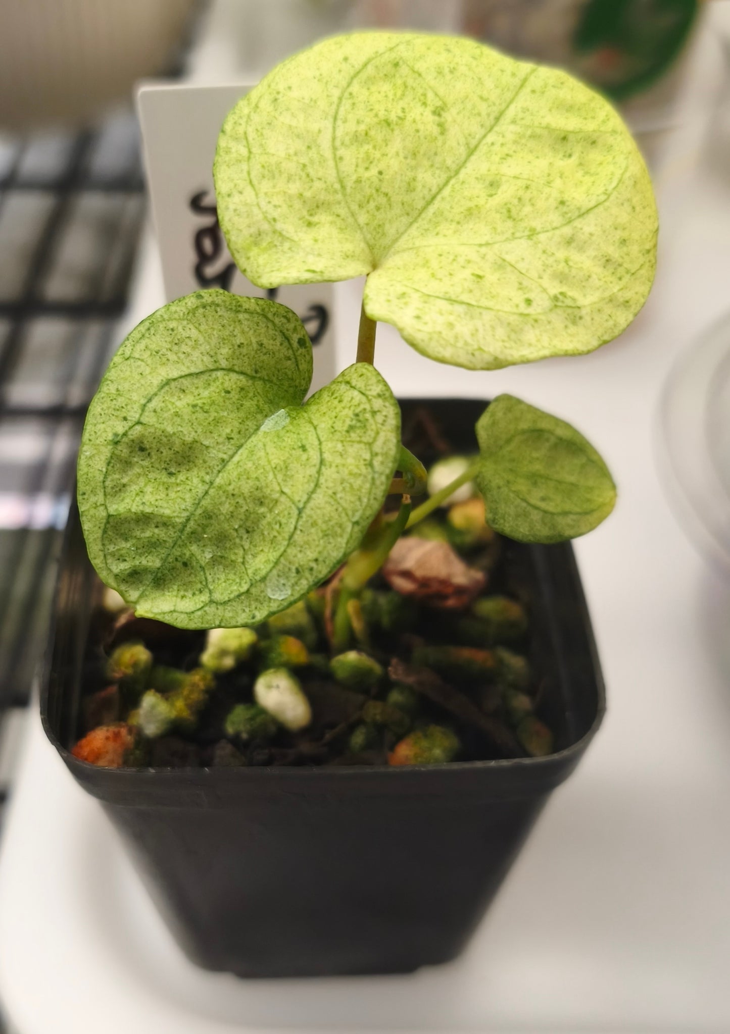 Anthurium Dark Phonix Variegated 0101