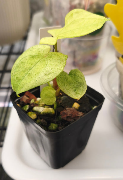Anthurium Dark Phonix Variegated 0300