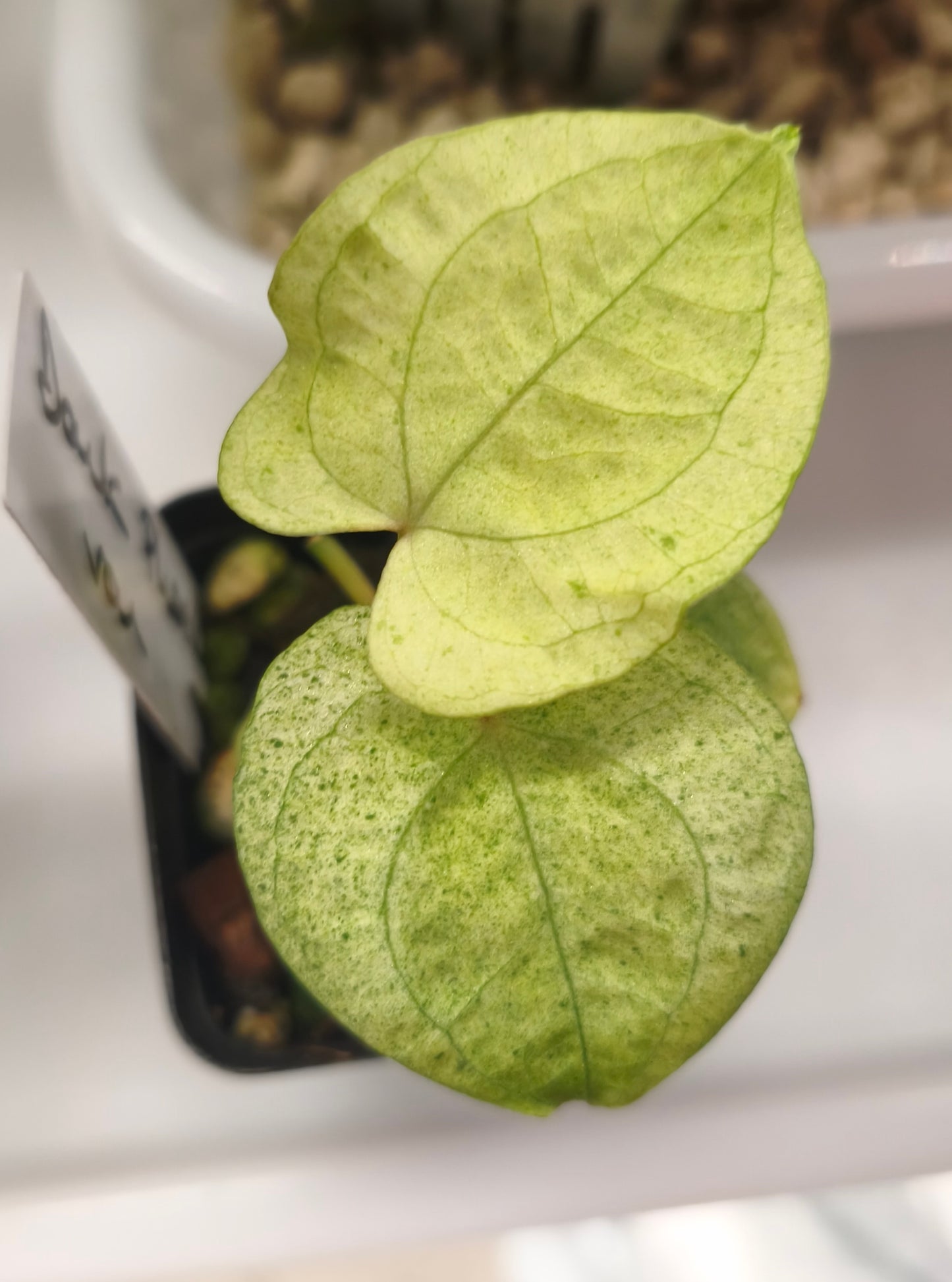 Anthurium Dark Phonix Variegated 0301