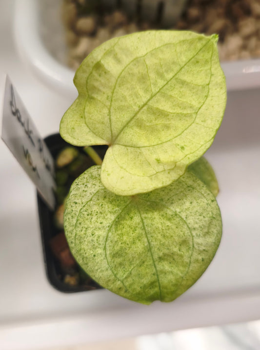 Anthurium Dark Phonix Variegated 0301
