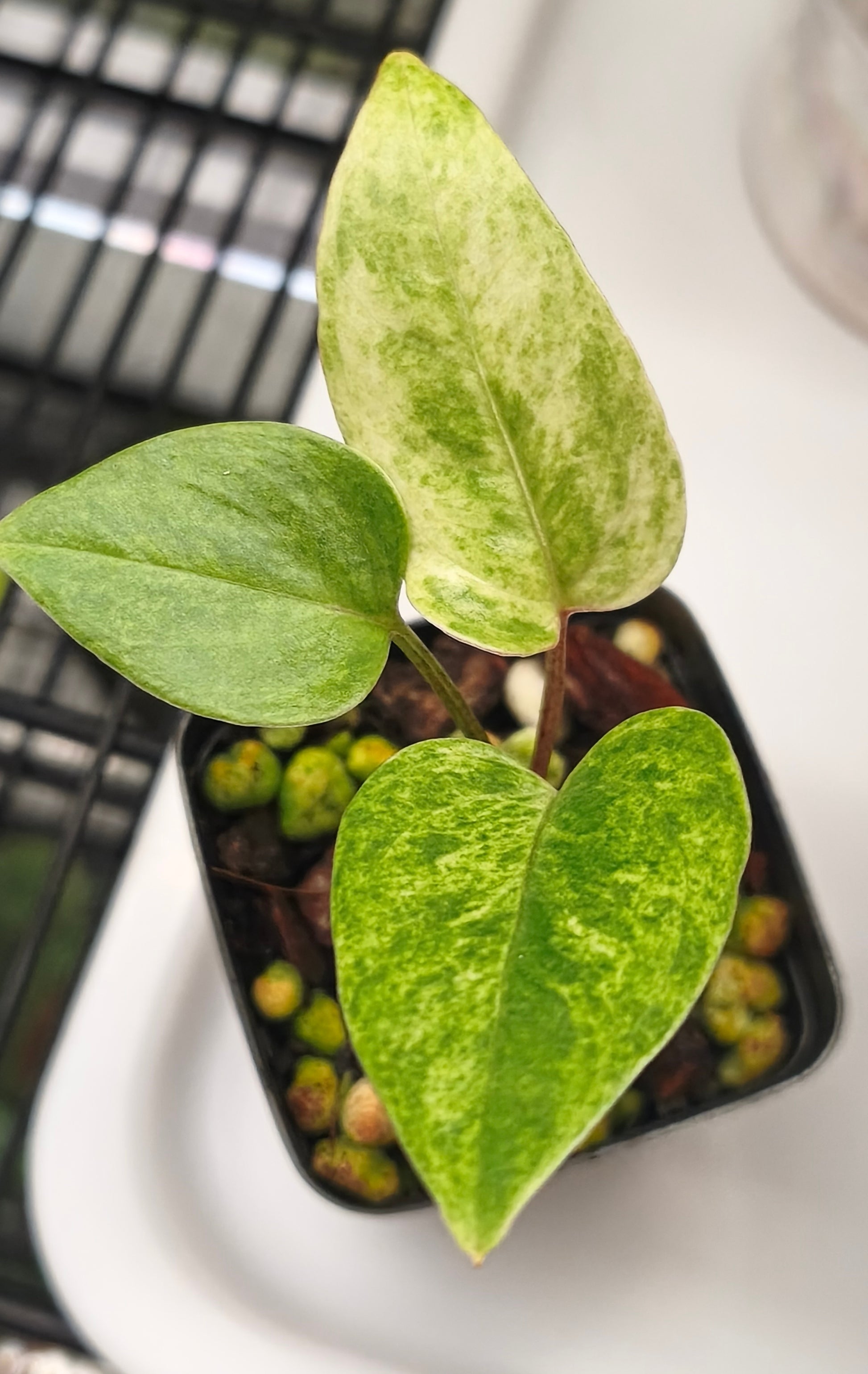 Anthurium Orange Variegated 0100