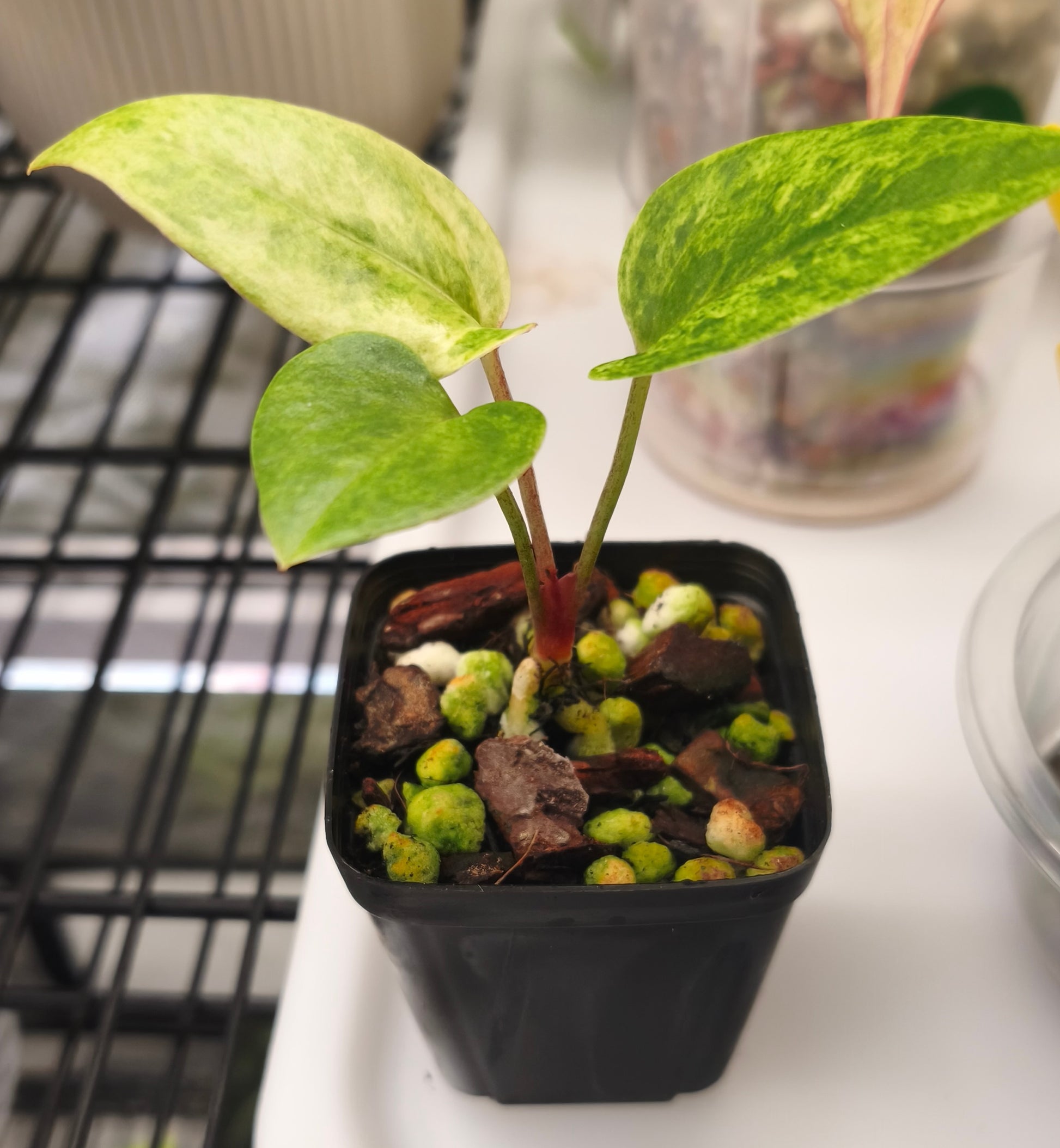 Anthurium Orange Variegated 0101