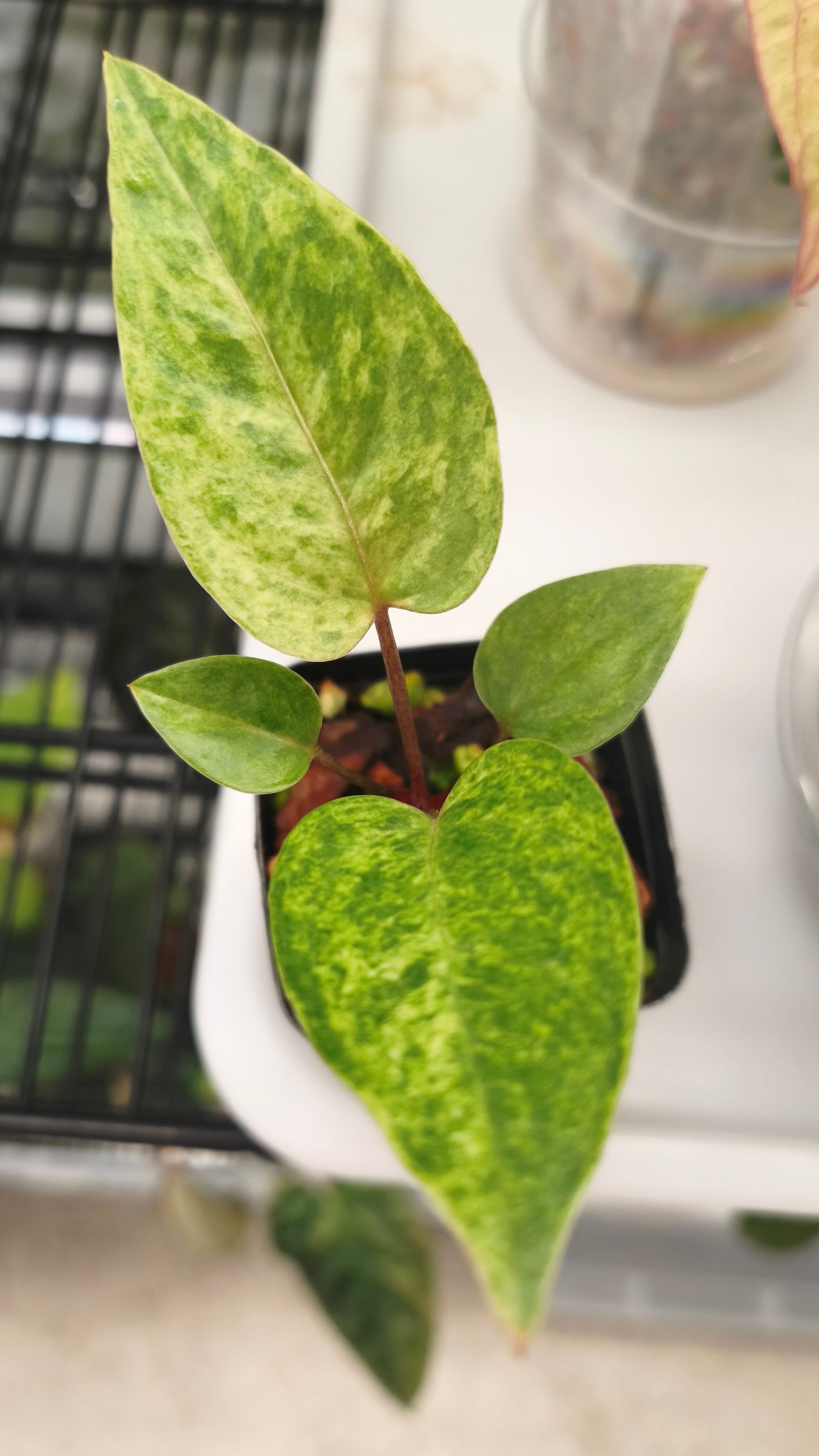 Anthurium Orange Variegated 0200