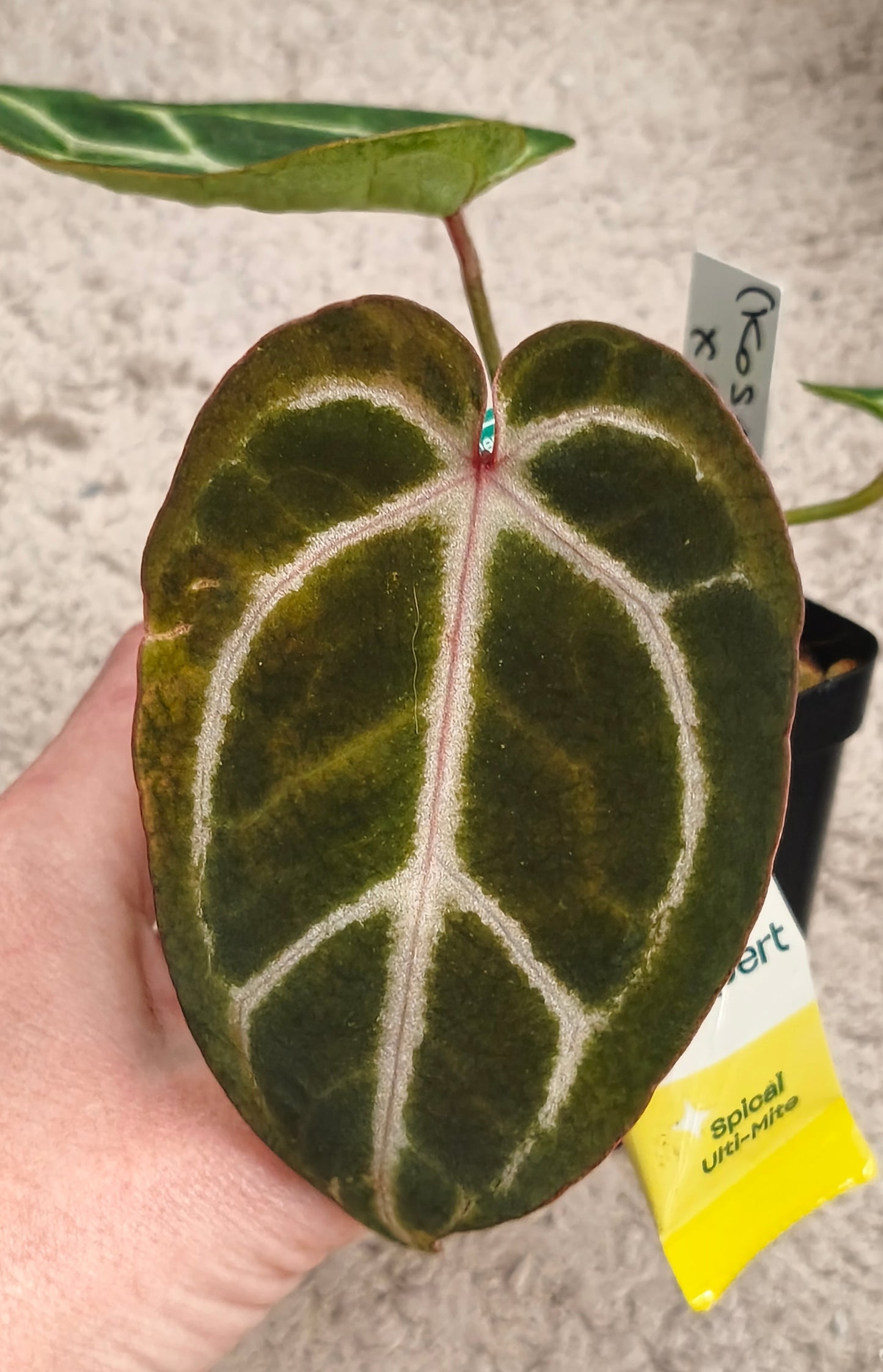Anthurium kos x crystallinum x crystallinum 0700