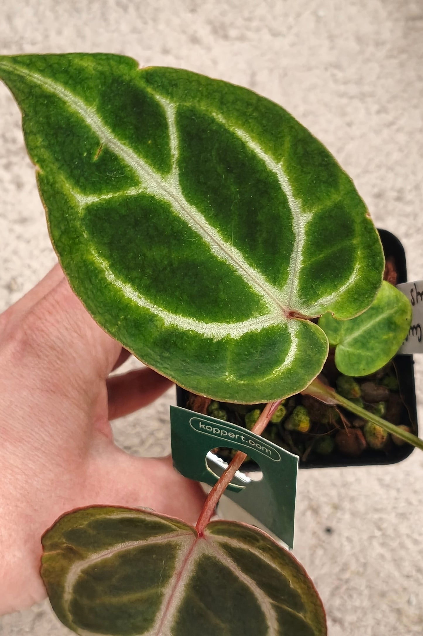 Anthurium kos x crystallinum x crystallinum 0701 