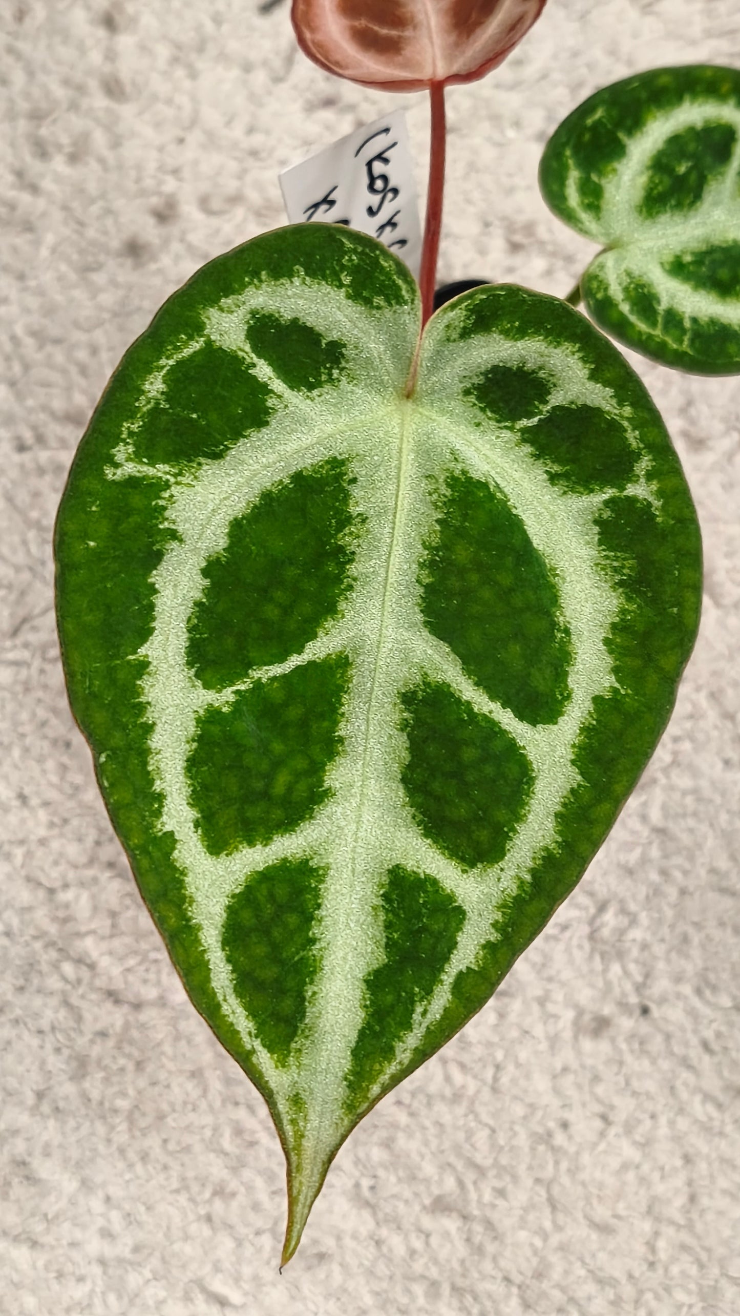 Anthurium kos x crystallinum x crystallinum 0901