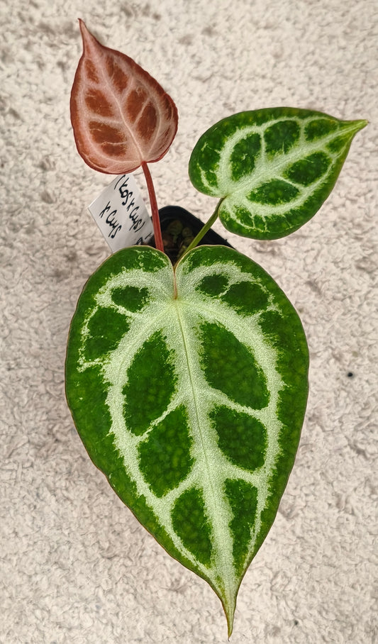 Anthurium kos x crystallinum x crystallinum 0902