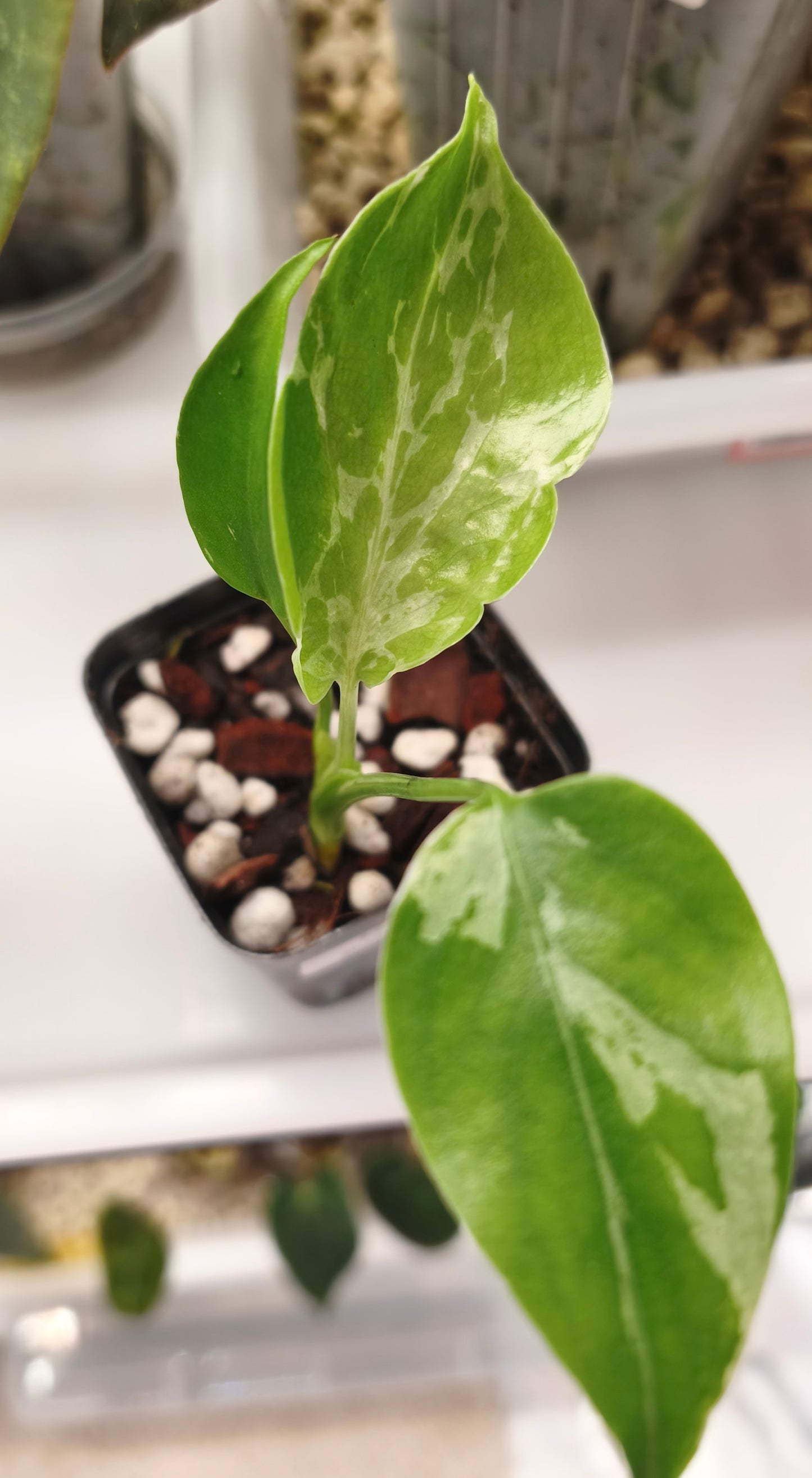 Monstera Bulbasaur 0100