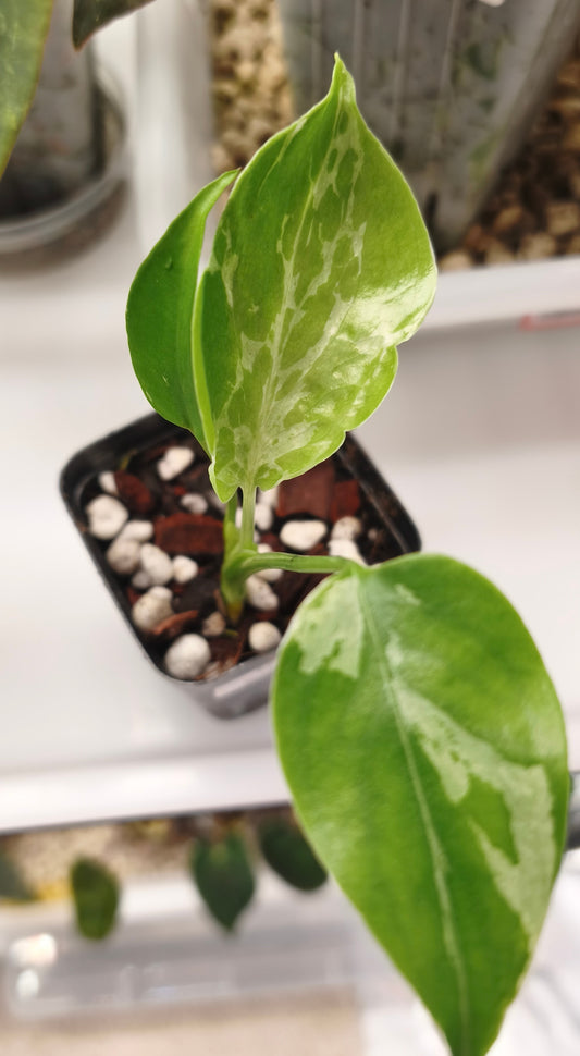 Monstera Bulbasaur 0100