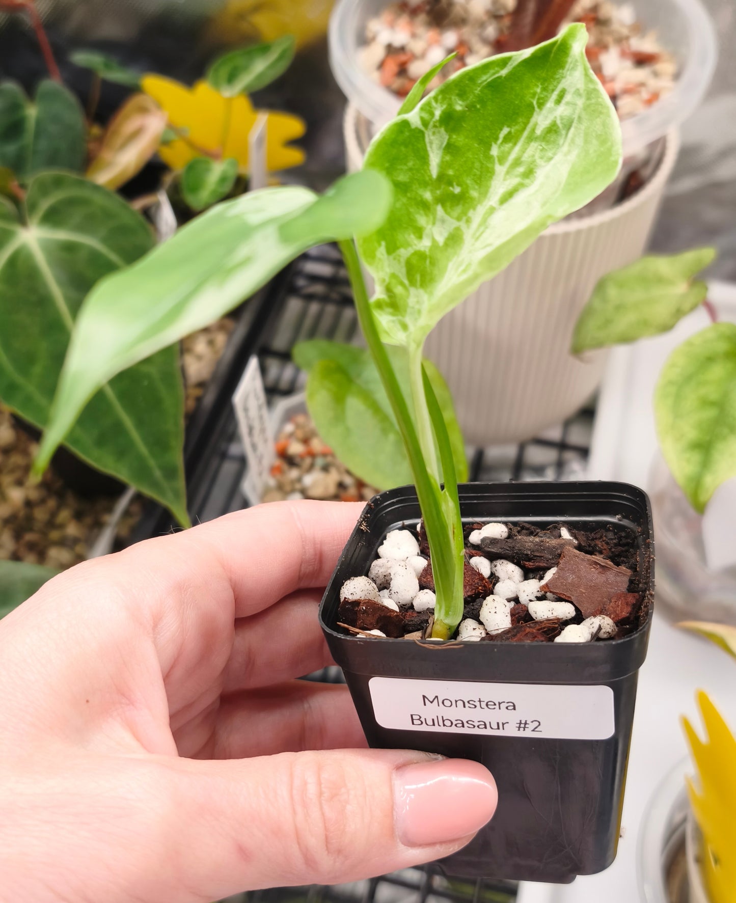 Monstera Bulbasaur 0102