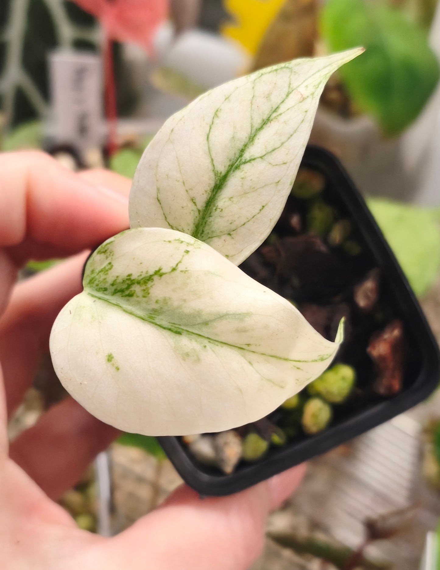 Monstera Deliciosa Mint 0200