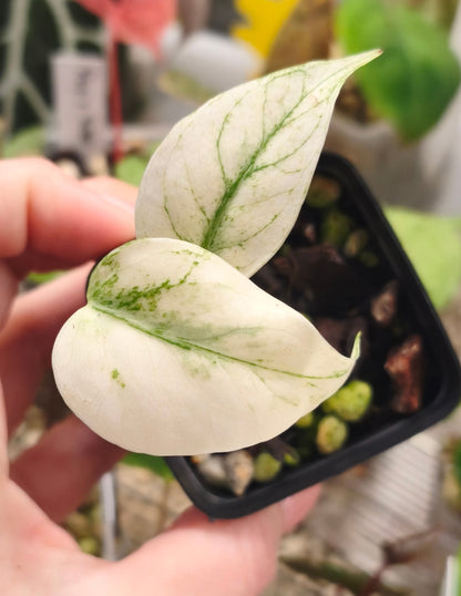 Monstera Deliciosa Mint 0200