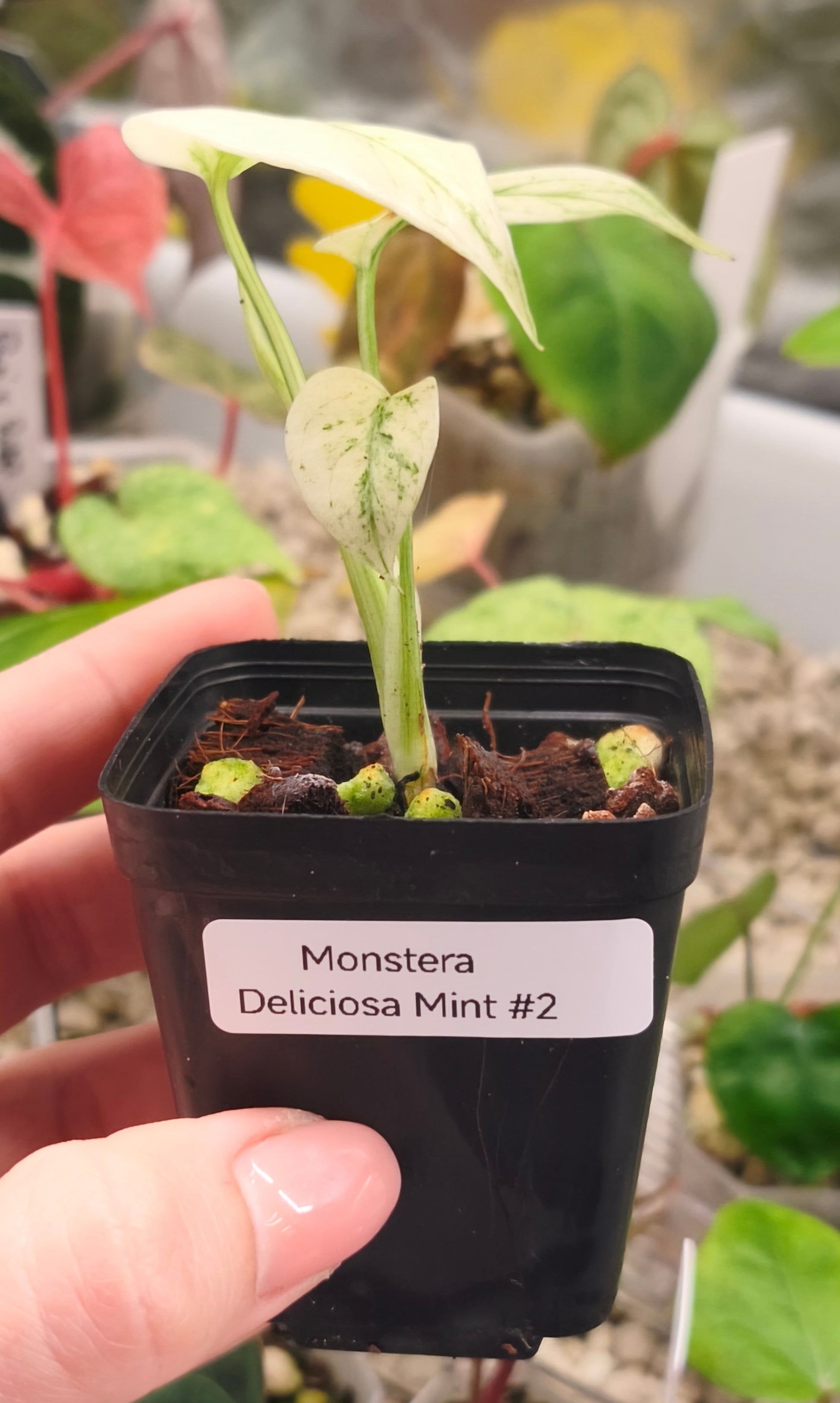 Monstera Deliciosa Mint 0201