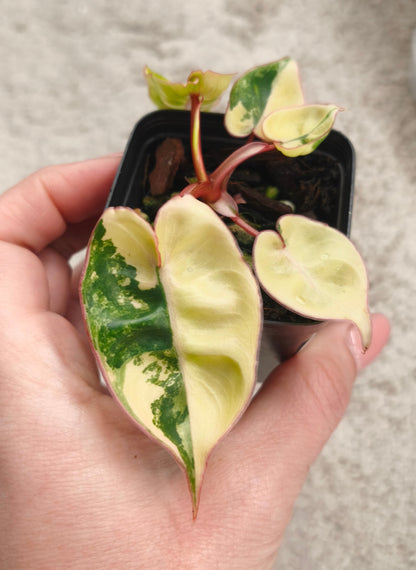 Philodendron-Billietiae-0600