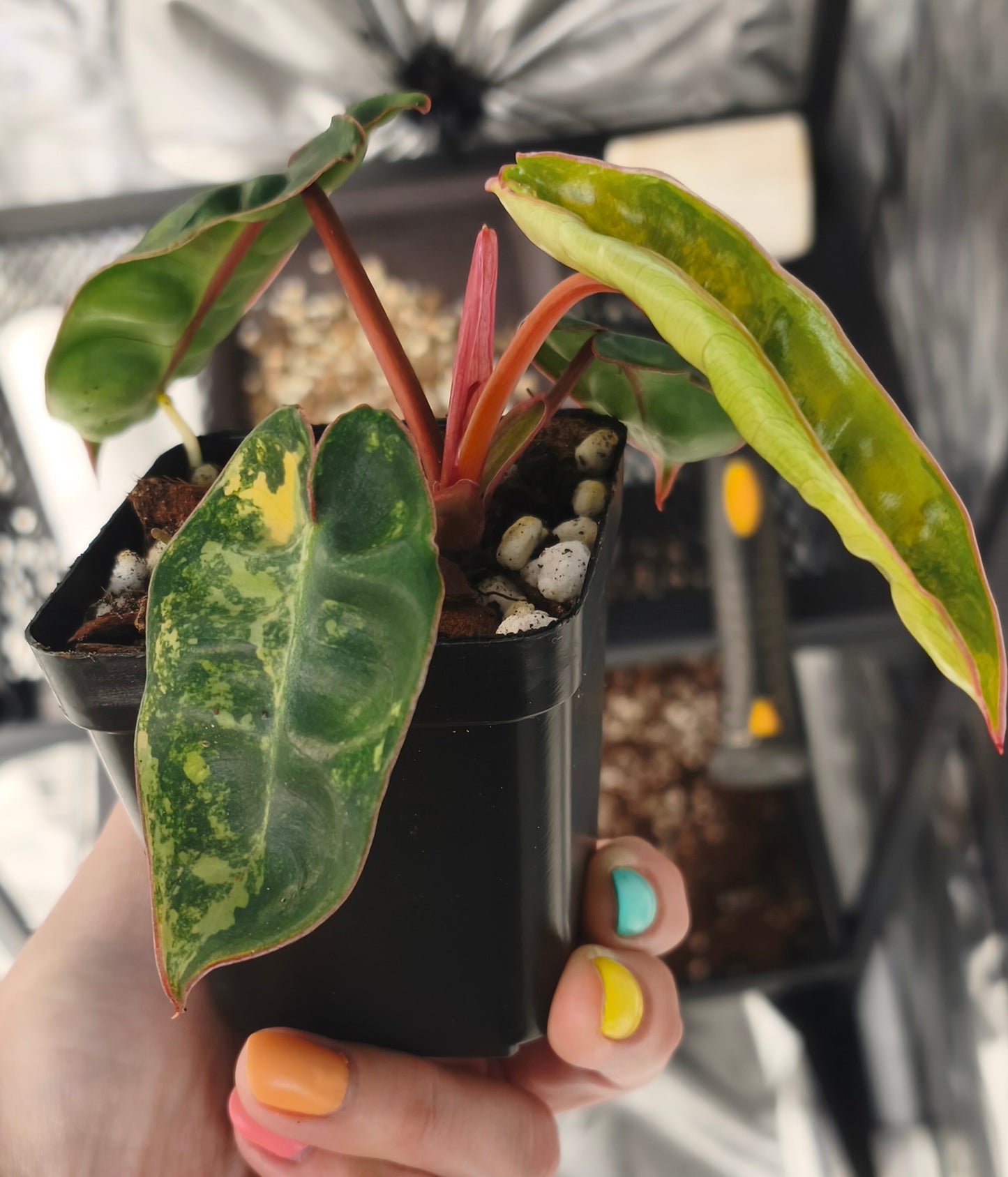 Philodendron Billietiae Variegata 0100