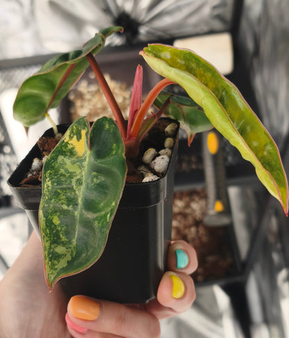 Philodendron Billietiae Variegata 0100