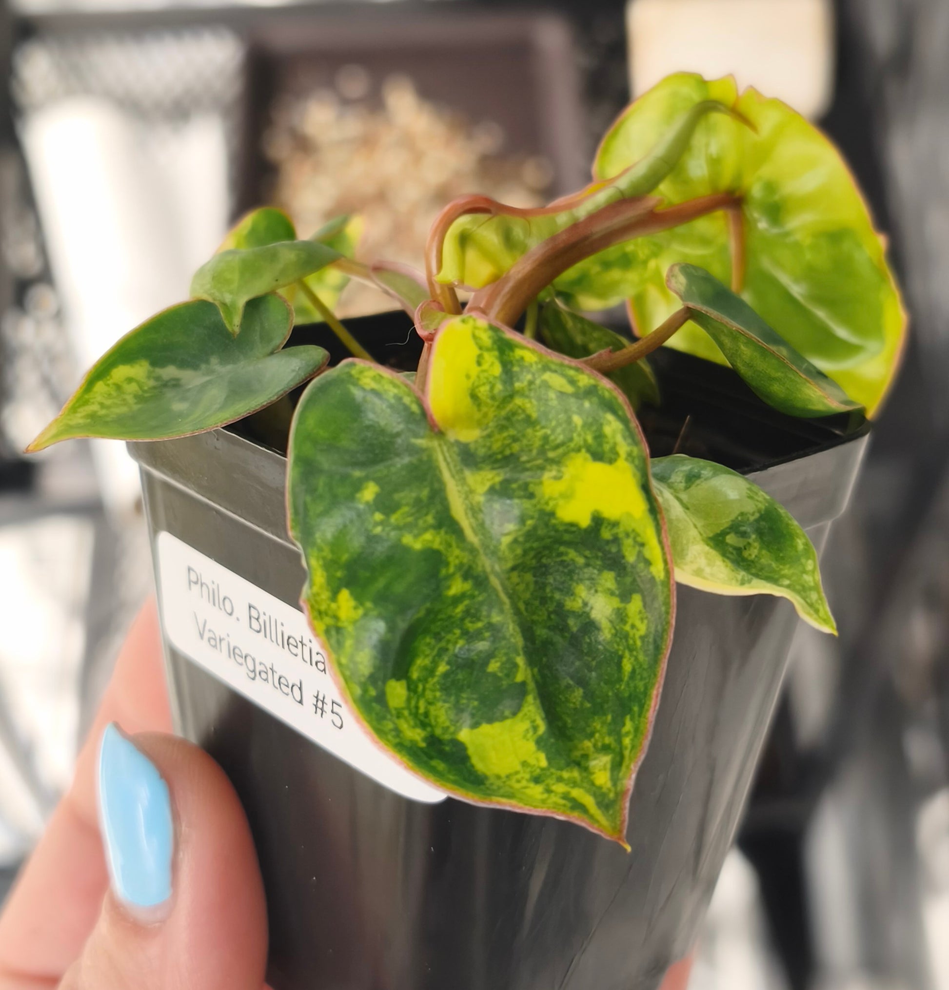Philodendron Billietiae Variegata 0501