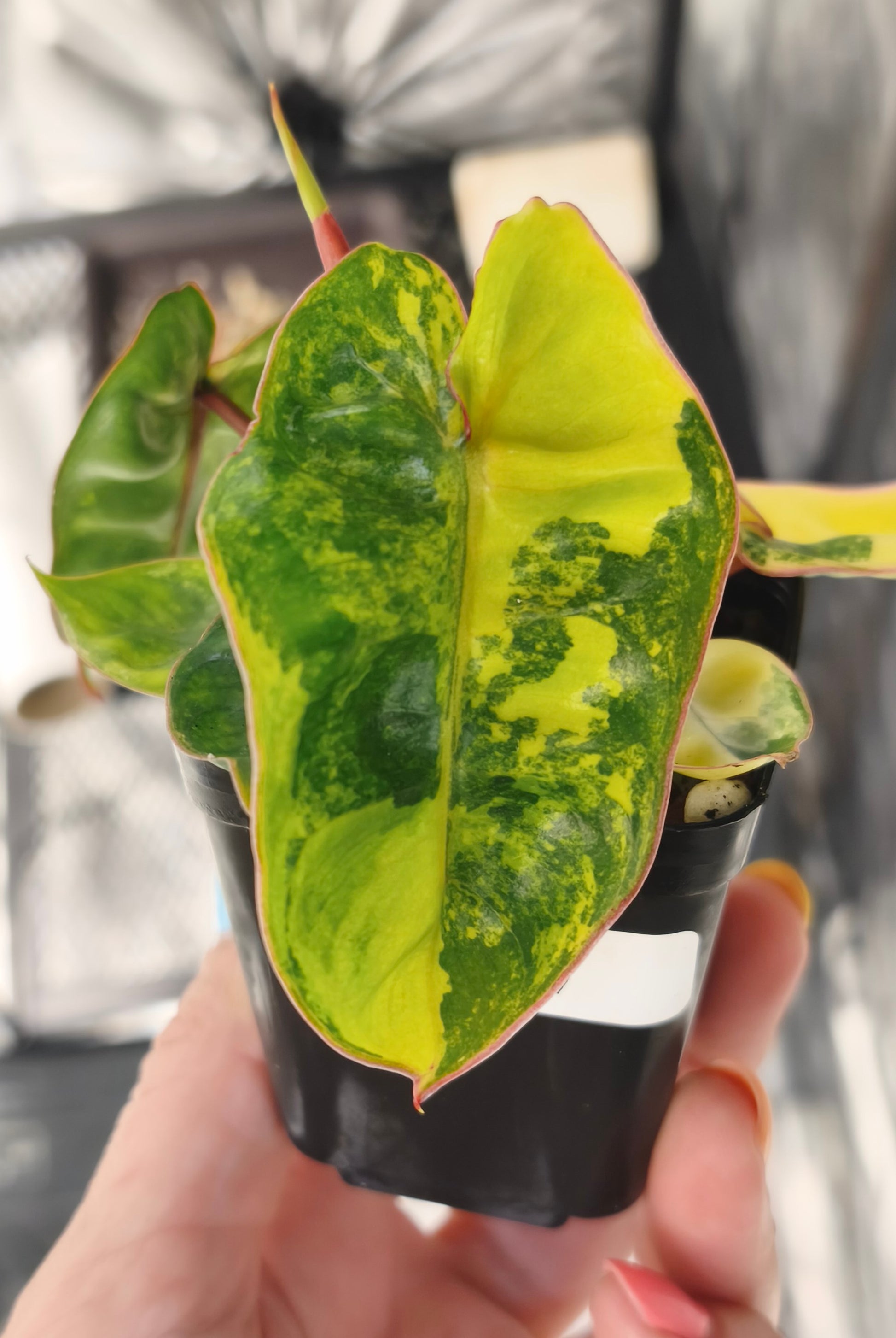 Philodendron Billietiae Variegata 0702