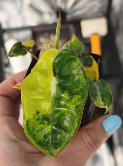 Philodendron Billietiae Variegata 0801
