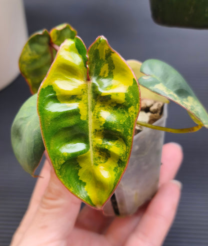 Philodendron Billietiae Variegated 0302