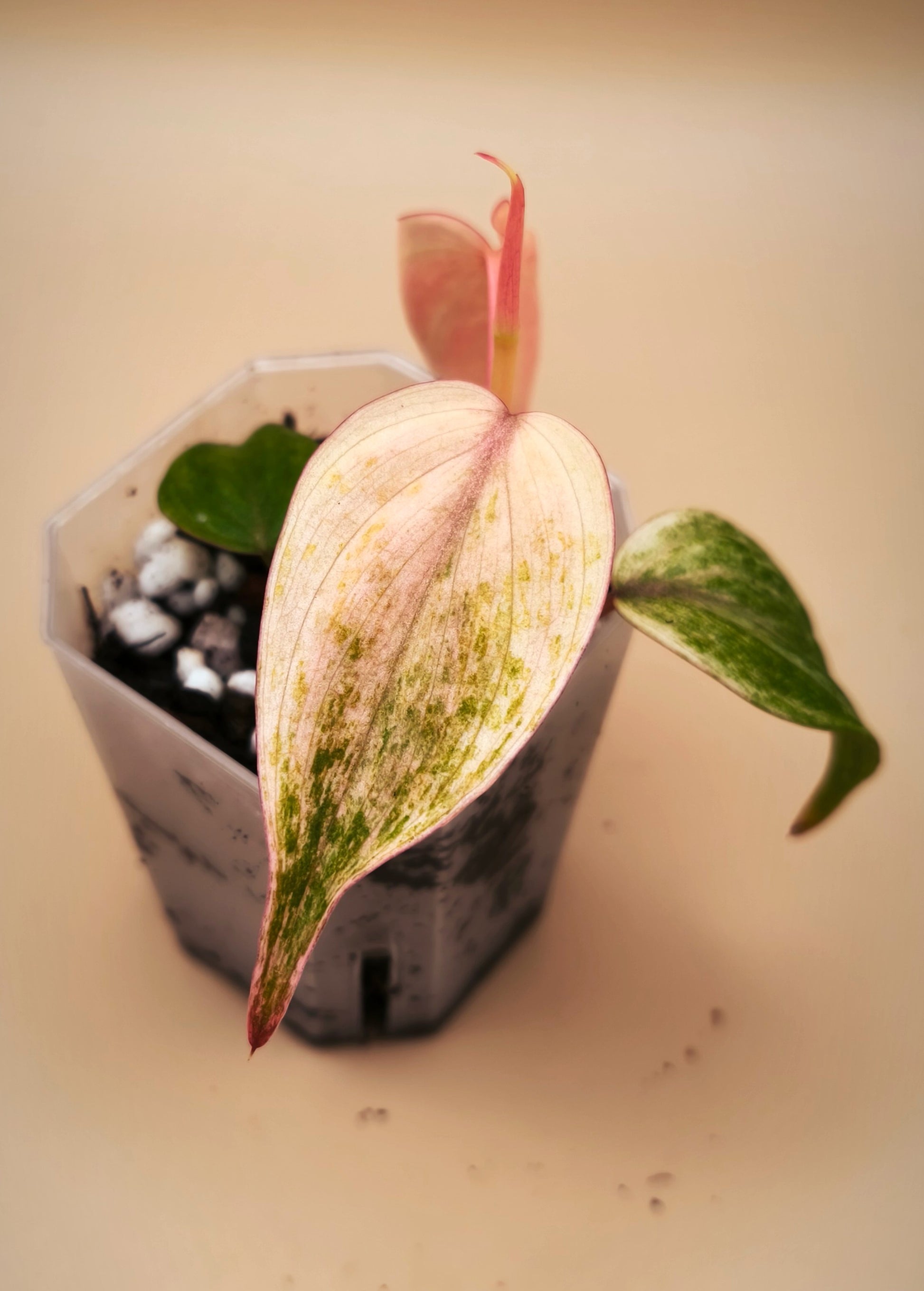philodendron micans pink variegated Philodendron Micans Pink Mint Variegated – Alocasia Boutique