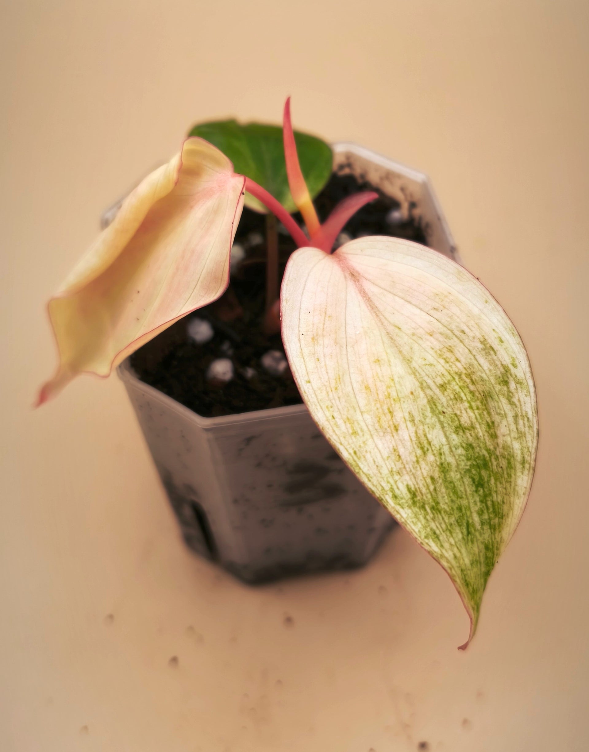 philodendron micans pink variegated Philodendron Micans Pink Mint Variegated – Alocasia Boutique