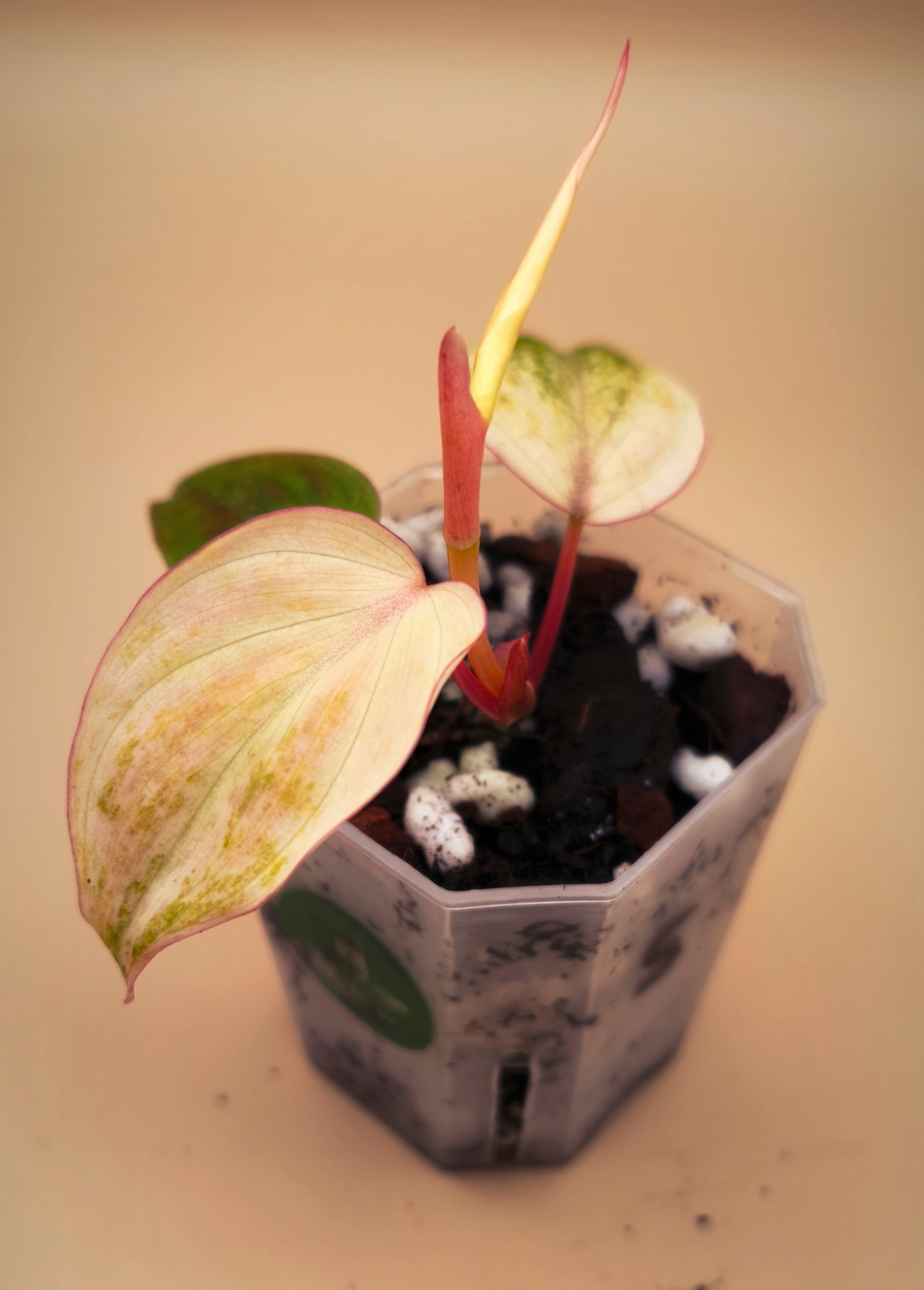 philodendron mican pink philo Philodendron Micans Pink Mint Variegated – Alocasia Boutique
