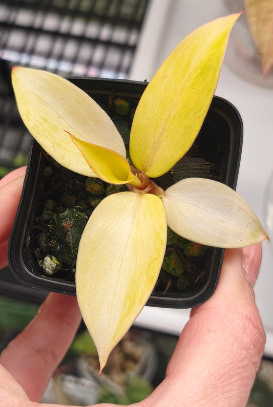 Philodendron Orange Marmelade