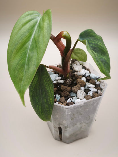 Philodendron Verrucosum Variegated 0101