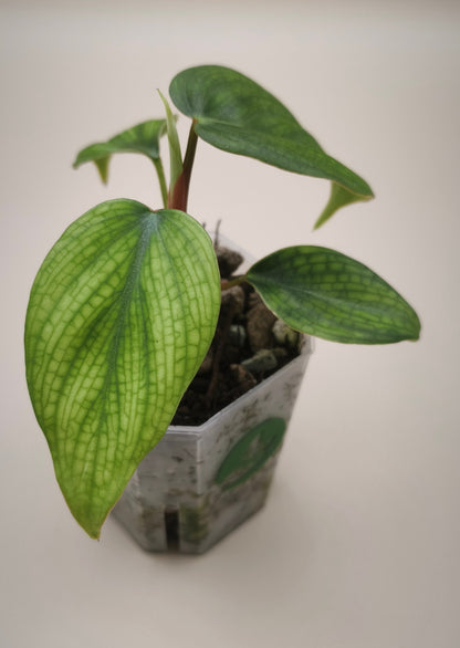 Philodendron Verrucosum Variegated 020