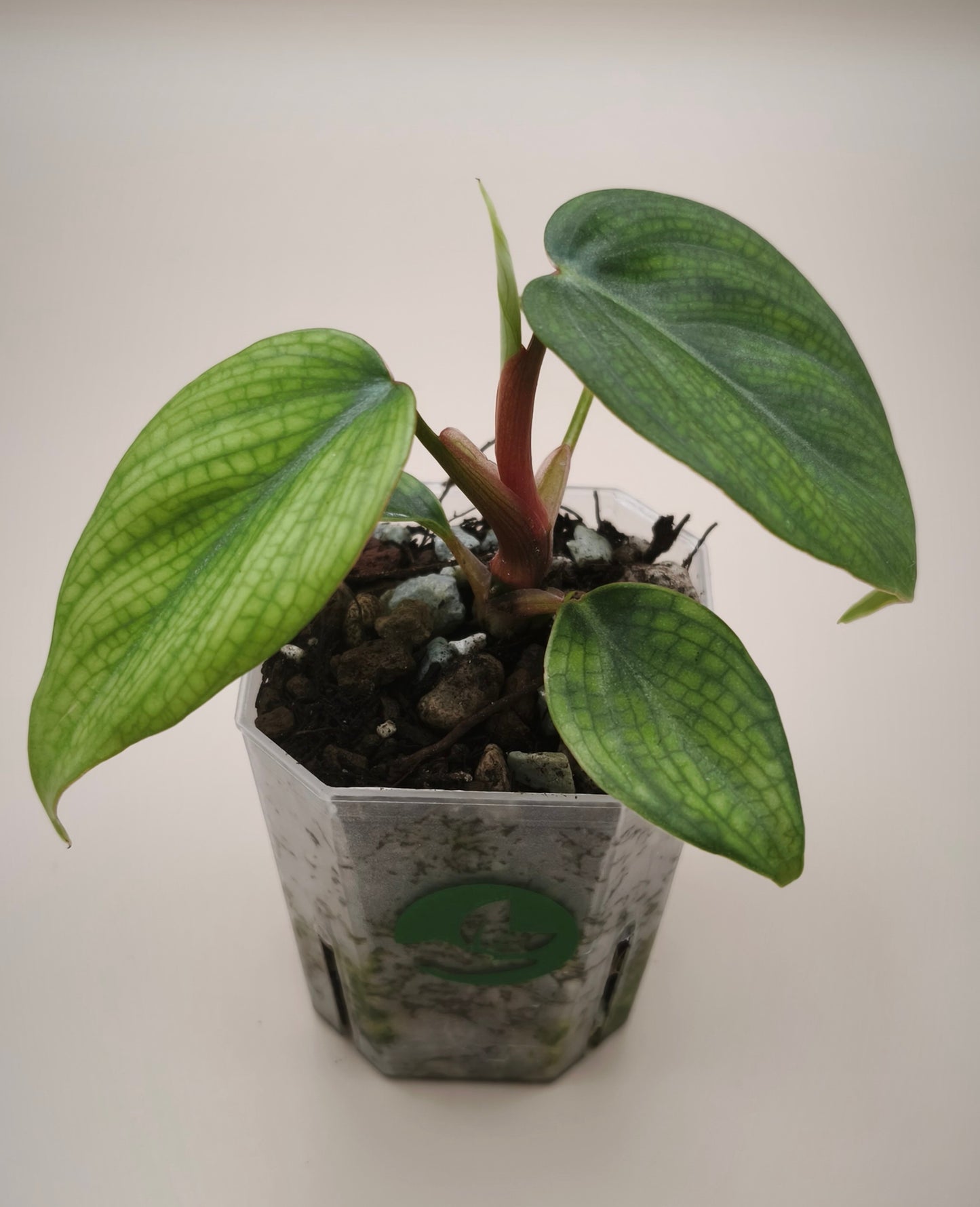 Philodendron Verrucosum variegated 02