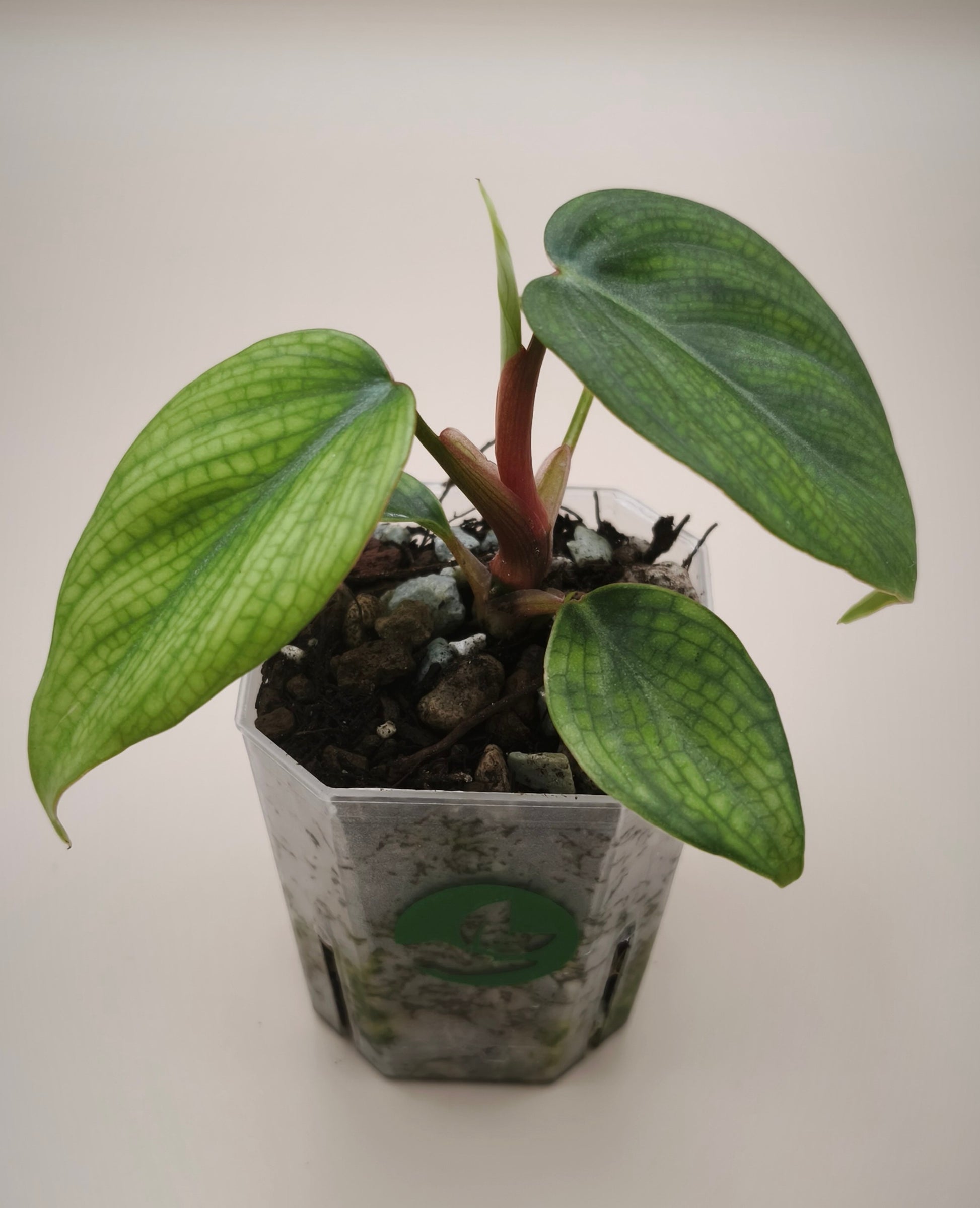 Philodendron Verrucosum variegated 02
