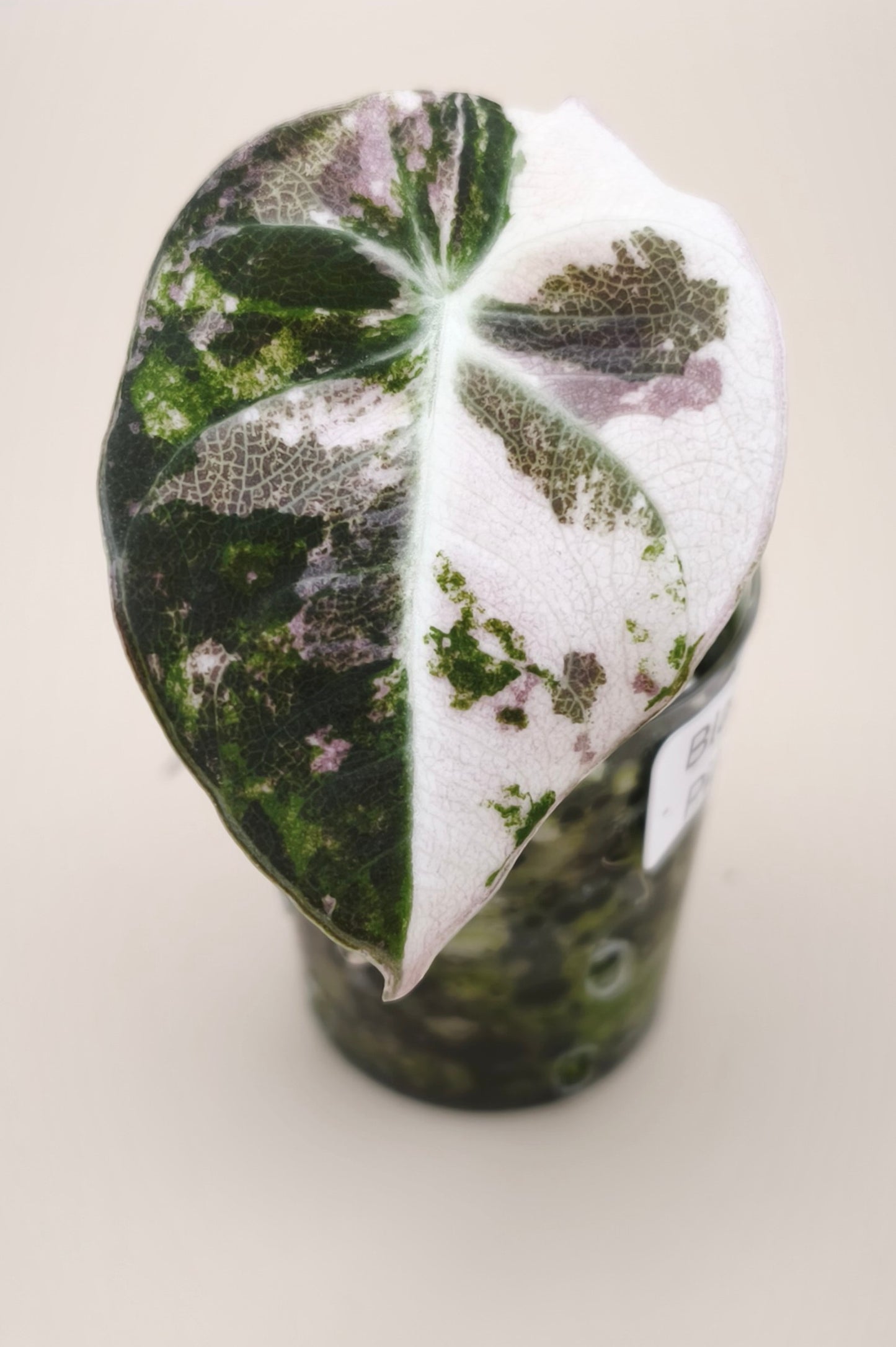 Alocasia Black Velvet Pink Albo Variegata 03