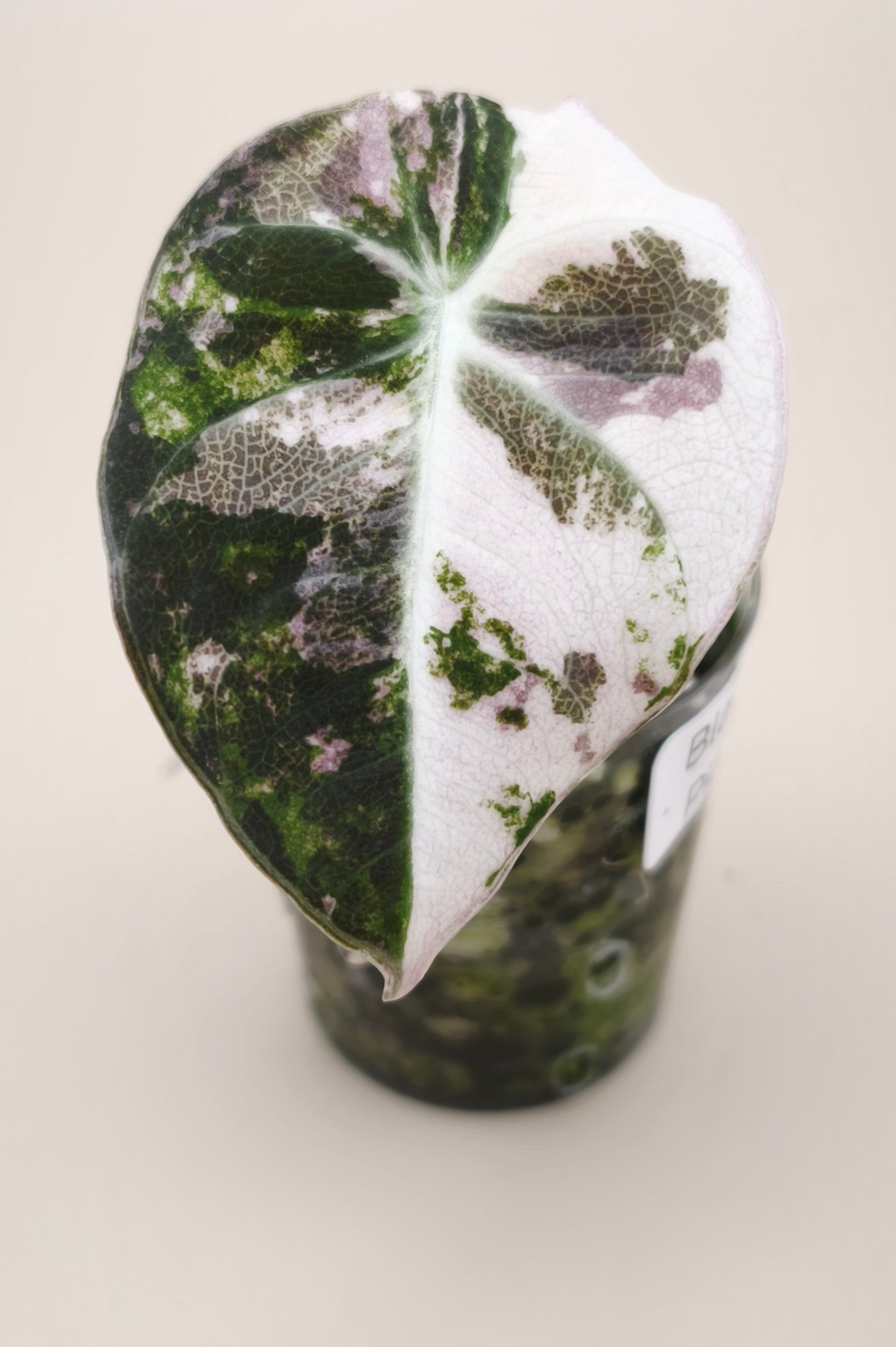 Alocasia Black Velvet Pink Albo Variegata 03