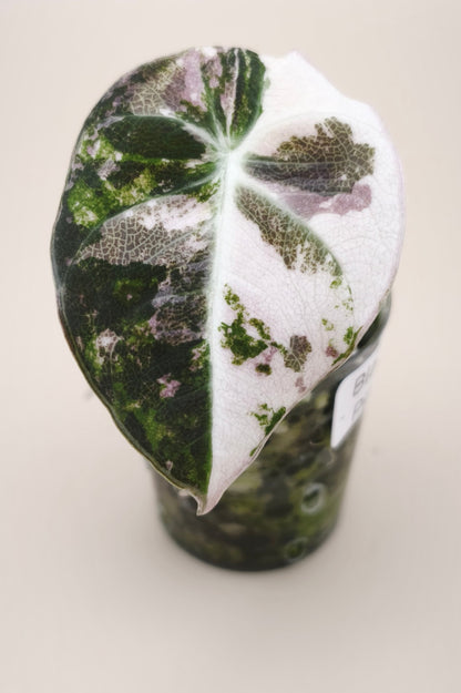 Alocasia Black Velvet Pink Albo Variegata 03