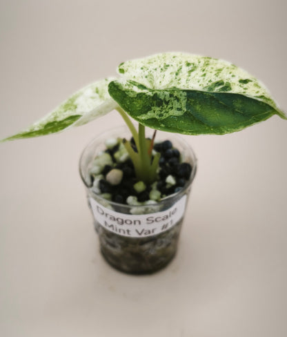 Alocasia Dragon Scale Mint 0100