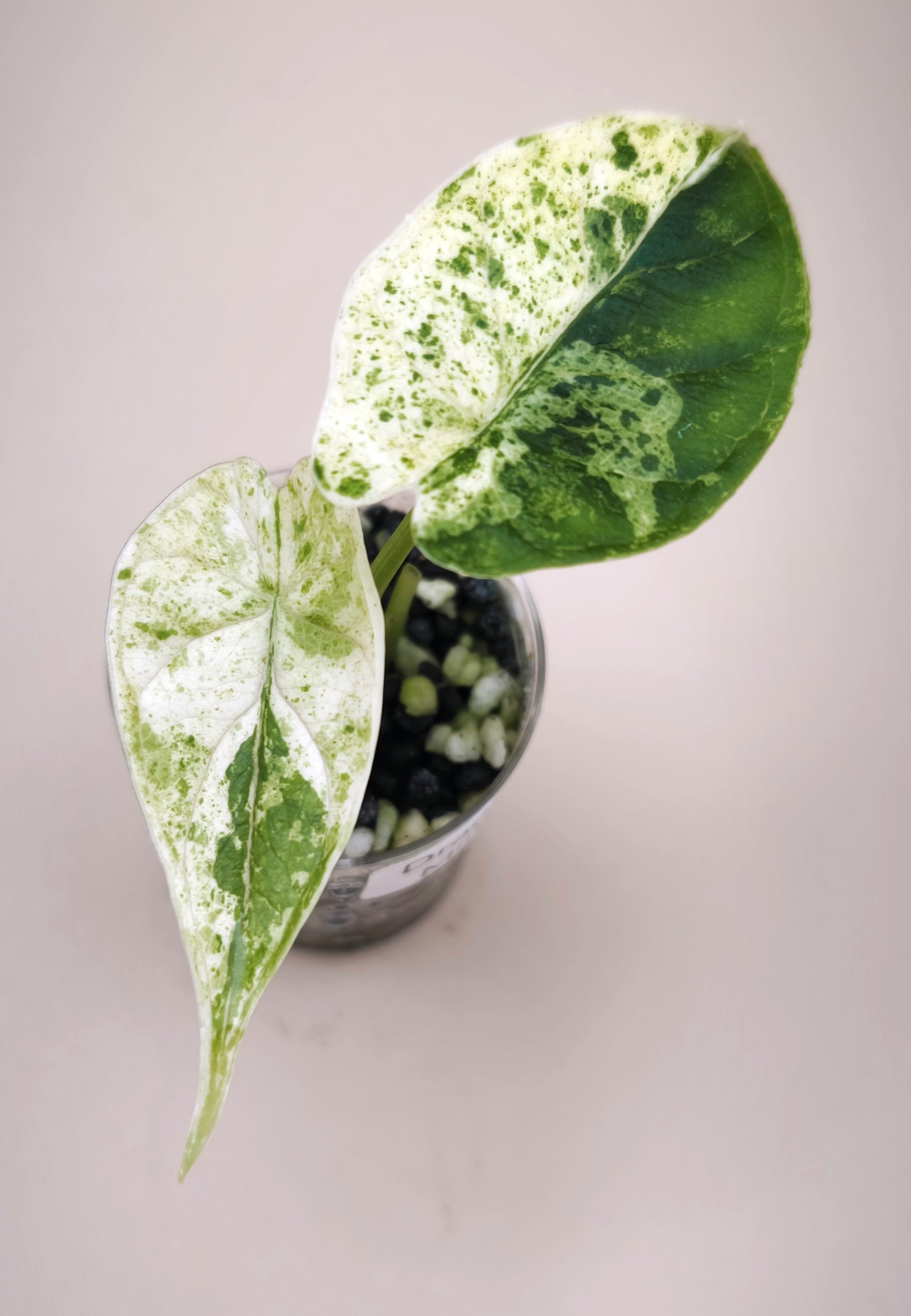 Alocasia Dragon Scale Mint 0101