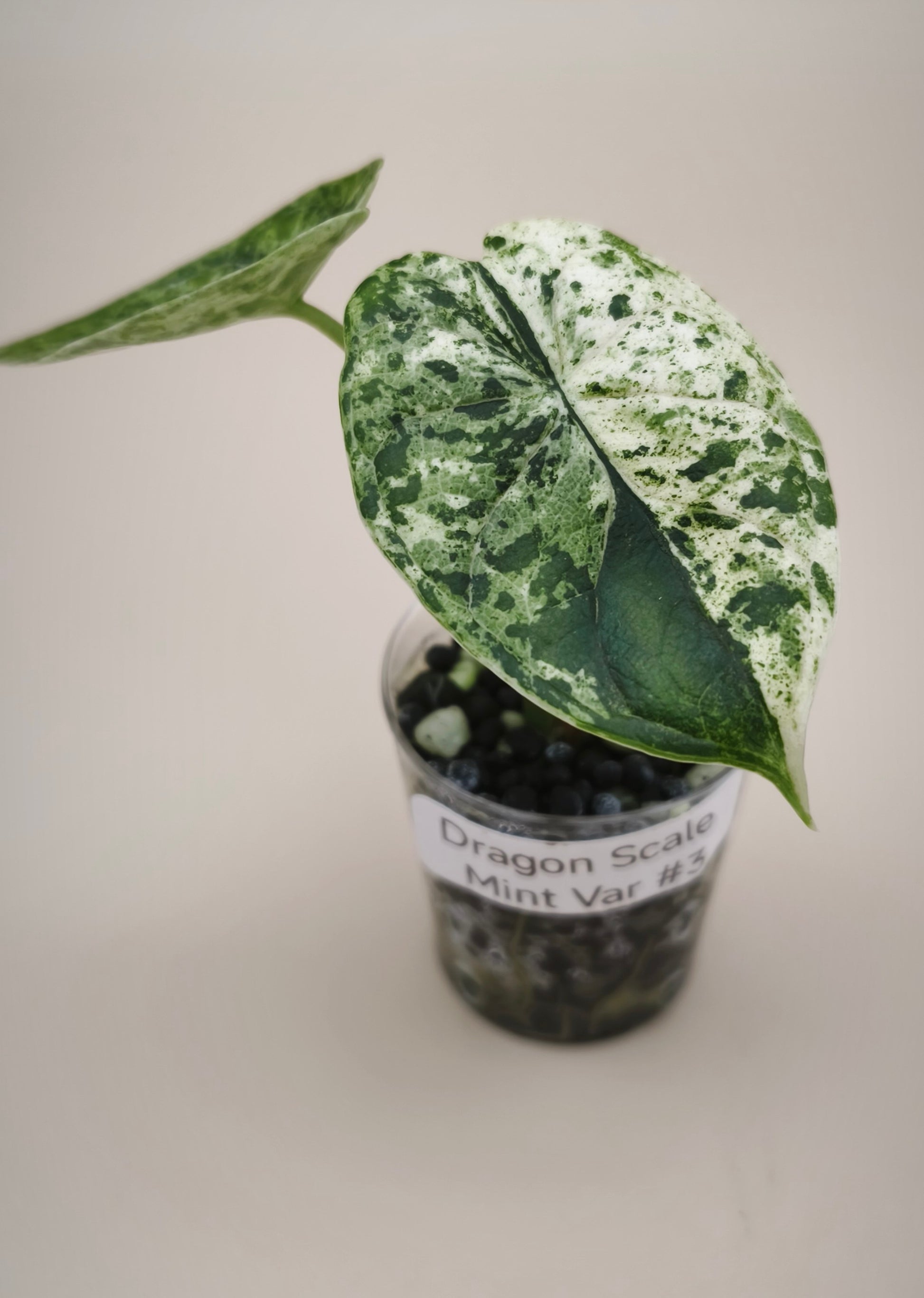 Alocasia Dragon Scale Mint 0300