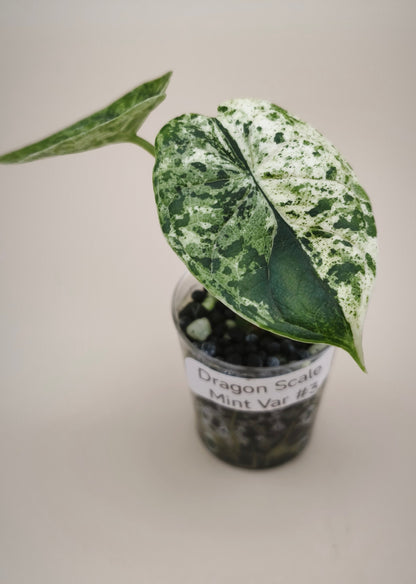 Alocasia Dragon Scale Mint 0300