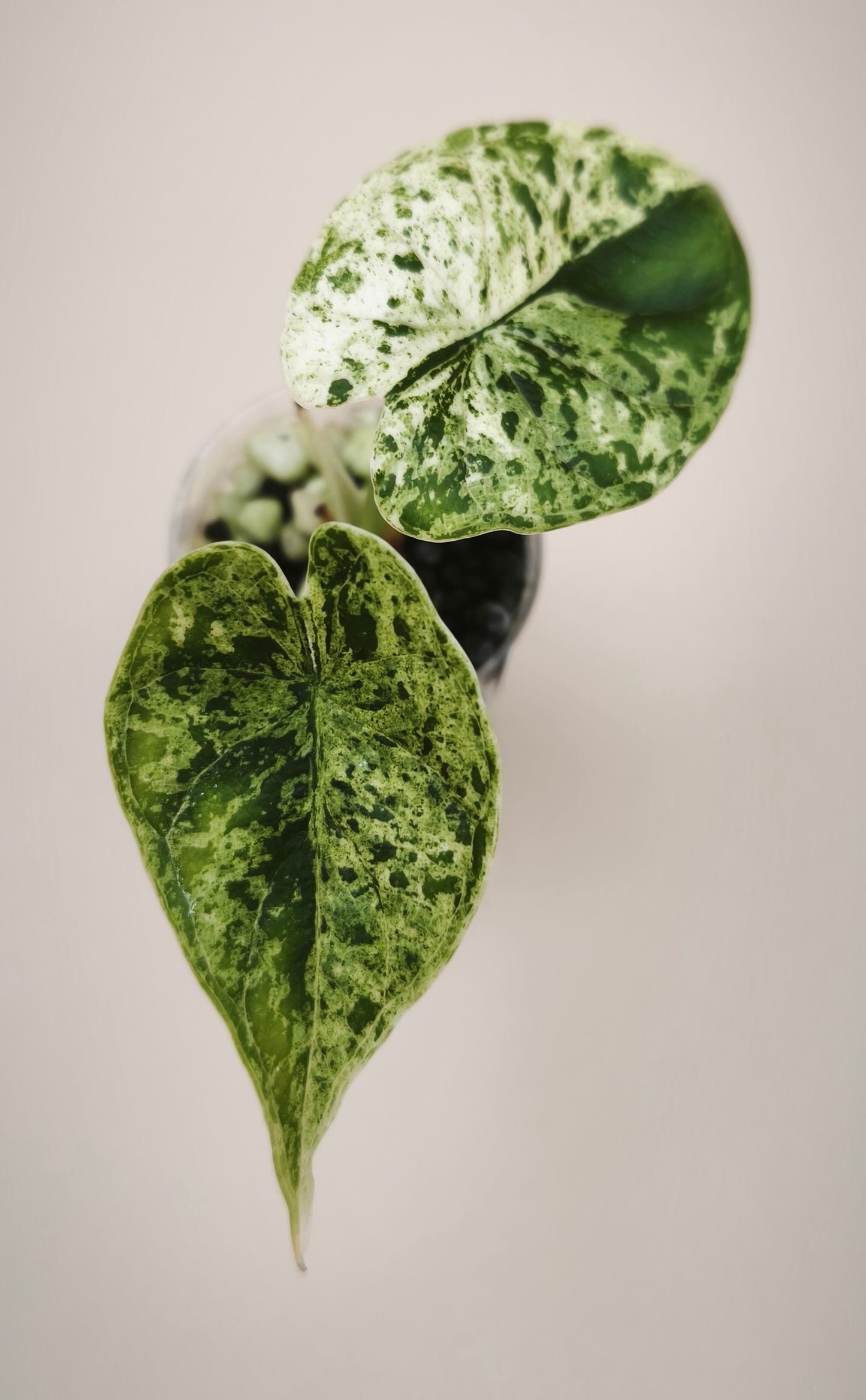 Alocasia Dragon Scale Mint 0301