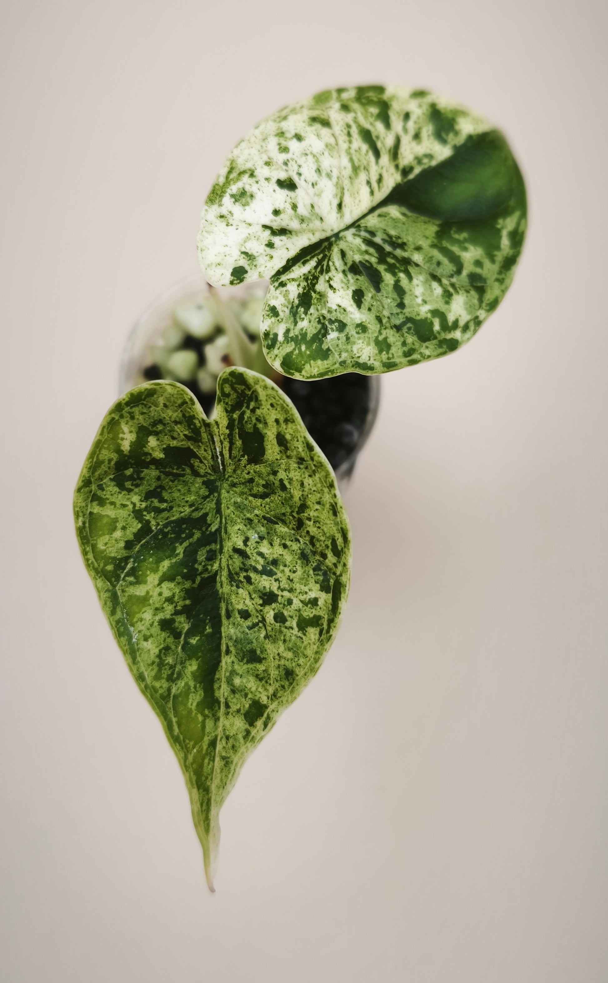 Alocasia Dragon Scale Mint 0301