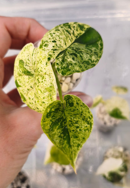 Alocasia Dragon Scale Mint 03